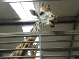 Head of a Rothschild`s Giraffe at the Safaripark Beekse Bergen