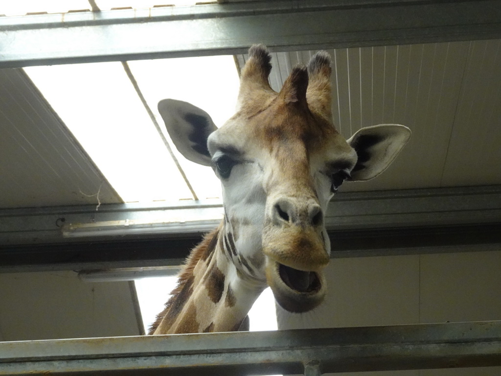 Head of a Rothschild`s Giraffe at the Safaripark Beekse Bergen