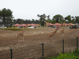 Rothschild`s Giraffes and holiday homes of the Safari Resort at the Safaripark Beekse Bergen