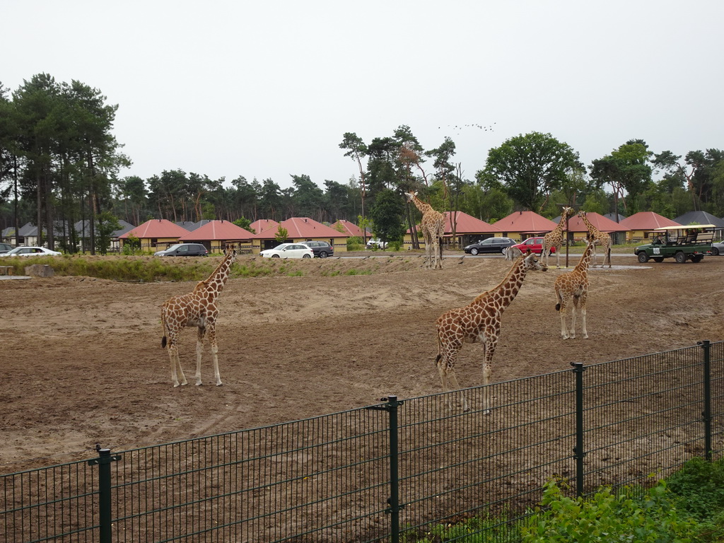 Rothschild`s Giraffes and holiday homes of the Safari Resort at the Safaripark Beekse Bergen