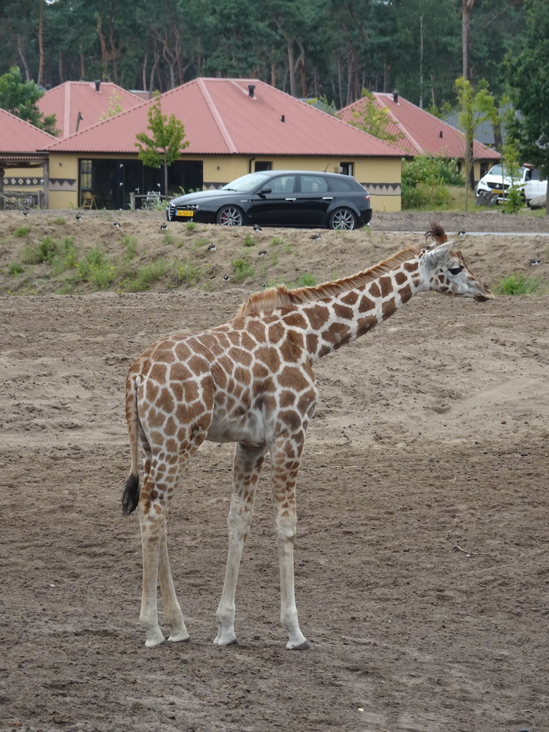 Rothschild`s Giraffe and holiday homes of the Safari Resort at the Safaripark Beekse Bergen
