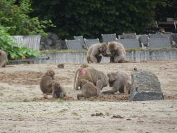 Hamadryas Baboons at the Safaripark Beekse Bergen