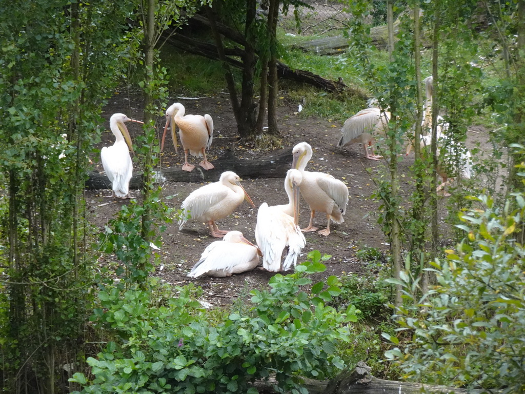 Great White Pelicans at the Safaripark Beekse Bergen