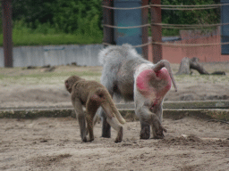 Hamadryas Baboons at the Safaripark Beekse Bergen