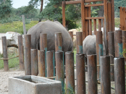 Square-lipped Rhinoceroses at the Safaripark Beekse Bergen