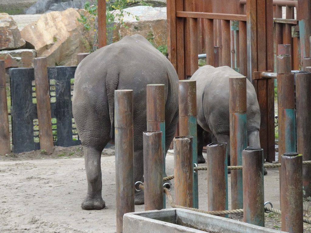 Square-lipped Rhinoceroses at the Safaripark Beekse Bergen