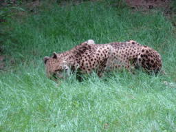 Cheetah at the Safaripark Beekse Bergen