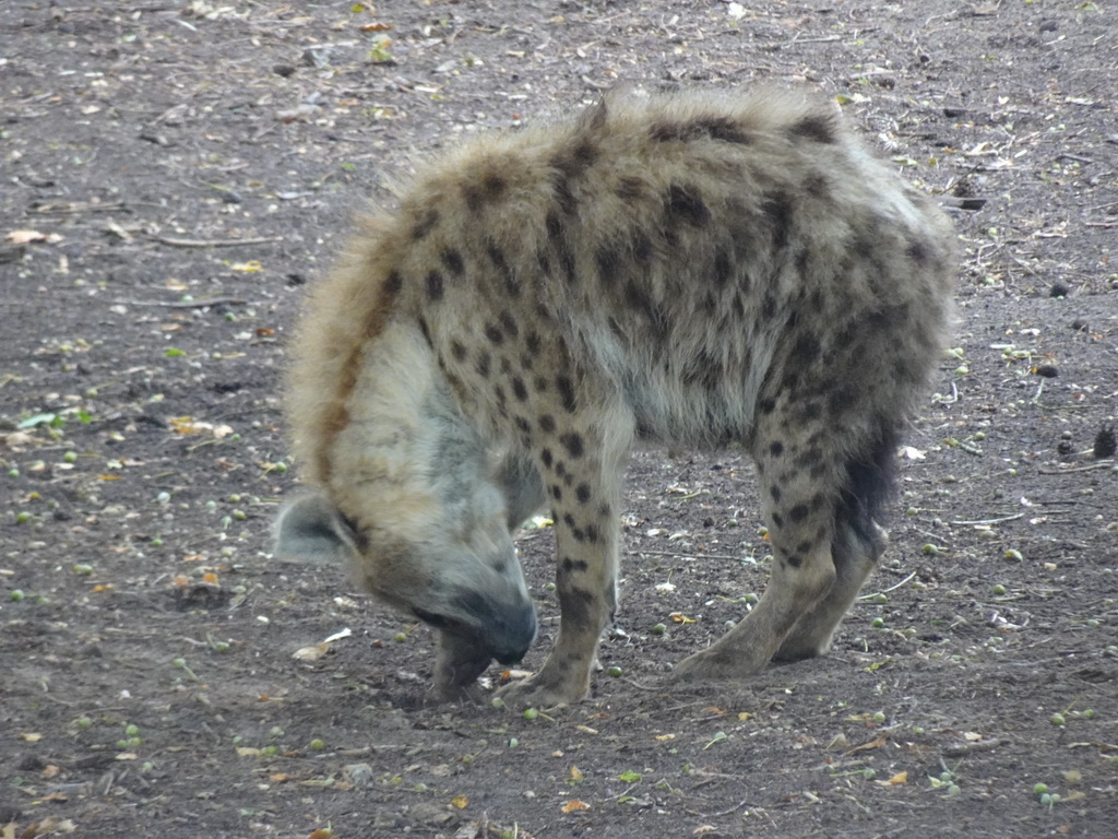 Spotted Hyena at the Safaripark Beekse Bergen