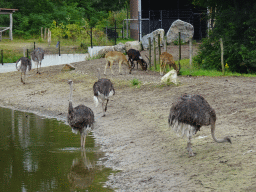 Ostriches and Antelopes at the Serengeti area at the Safari Resort at the Safaripark Beekse Bergen