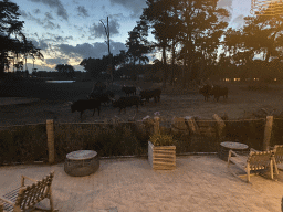 Watusi Cattle and Dromedary at the Serengeti area at the Safari Resort at the Safaripark Beekse Bergen, viewed from the terrace of Restaurant Moto at Karibu Town, at sunset