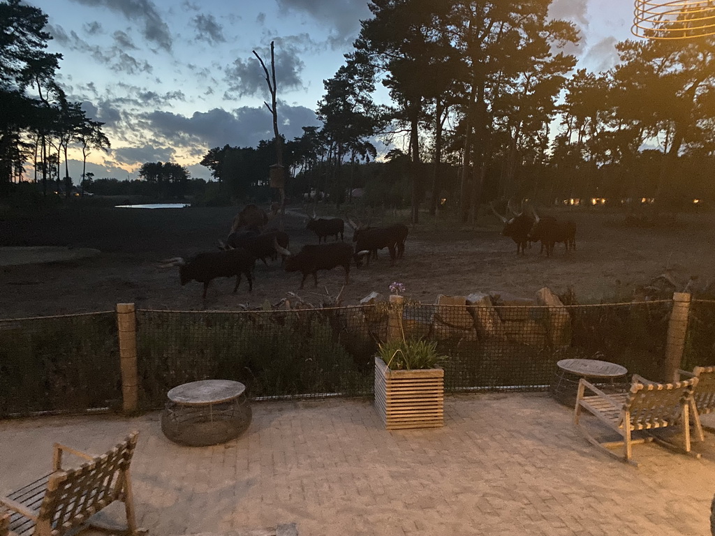 Watusi Cattle and Dromedary at the Serengeti area at the Safari Resort at the Safaripark Beekse Bergen, viewed from the terrace of Restaurant Moto at Karibu Town, at sunset