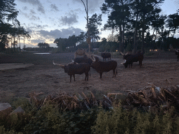 Watusi Cattle and Dromedary at the Serengeti area at the Safari Resort at the Safaripark Beekse Bergen, viewed from the terrace of Restaurant Moto at Karibu Town, at sunset