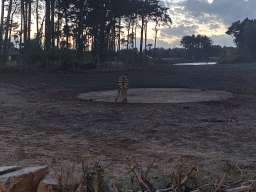 Grévy`s Zebra at the Serengeti area at the Safari Resort at the Safaripark Beekse Bergen, viewed from the terrace of Restaurant Moto at Karibu Town, at sunset