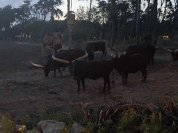 Watusi Cattle and Dromedary at the Serengeti area at the Safari Resort at the Safaripark Beekse Bergen, viewed from the terrace of Restaurant Moto at Karibu Town, at sunset