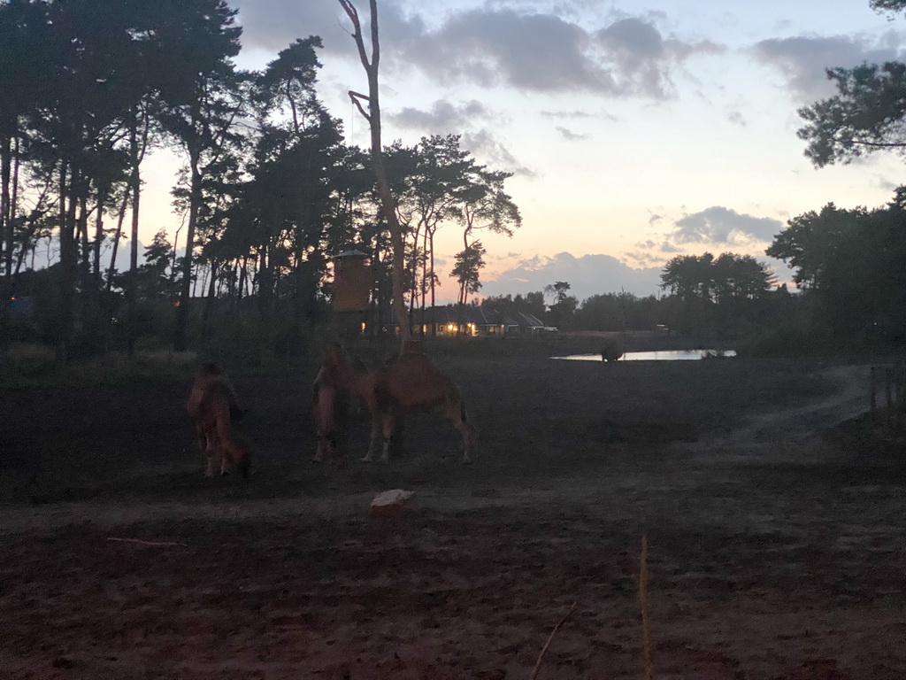 Dromedaries at the Serengeti area at the Safari Resort at the Safaripark Beekse Bergen, viewed from the terrace of Restaurant Moto at Karibu Town, at sunset