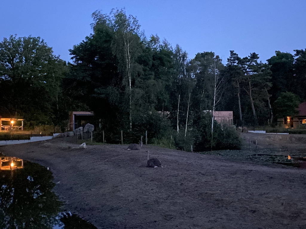 Ostriches at the Serengeti area at the Safari Resort at the Safaripark Beekse Bergen, at sunset