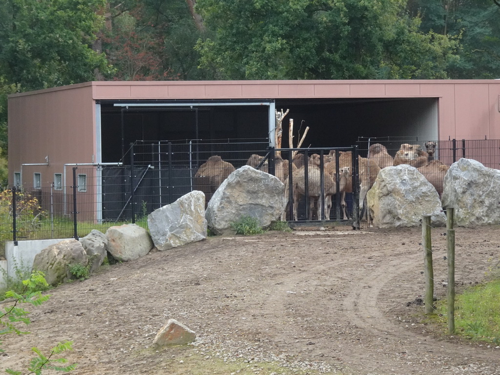 Dromedaries at the Serengeti area at the Safari Resort at the Safaripark Beekse Bergen