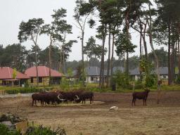 Watusi Cattle at the Serengeti area at the Safari Resort at the Safaripark Beekse Bergen