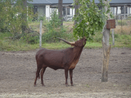 Watusi Cattle at the Serengeti area at the Safari Resort at the Safaripark Beekse Bergen