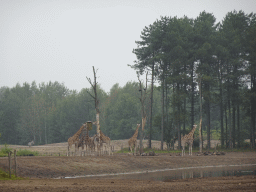 Rothschild`s Giraffes and Grévy`s Zebra at the Serengeti area at the Safari Resort at the Safaripark Beekse Bergen, viewed from the terrace of Restaurant Moto at Karibu Town