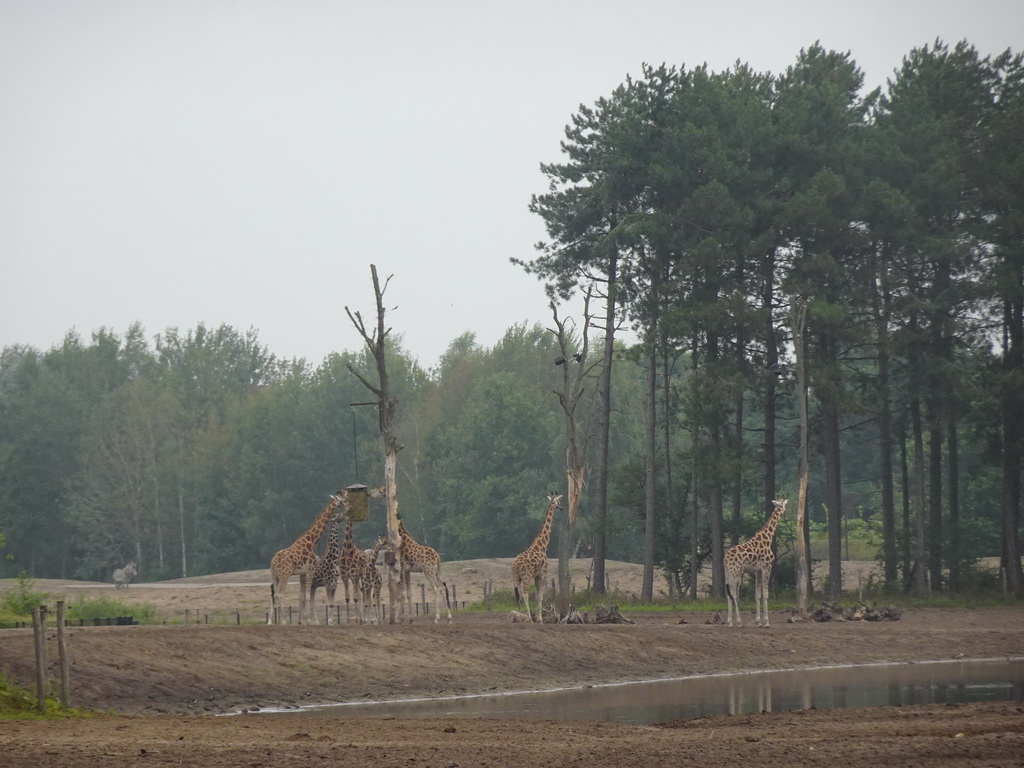 Rothschild`s Giraffes and Grévy`s Zebra at the Serengeti area at the Safari Resort at the Safaripark Beekse Bergen, viewed from the terrace of Restaurant Moto at Karibu Town