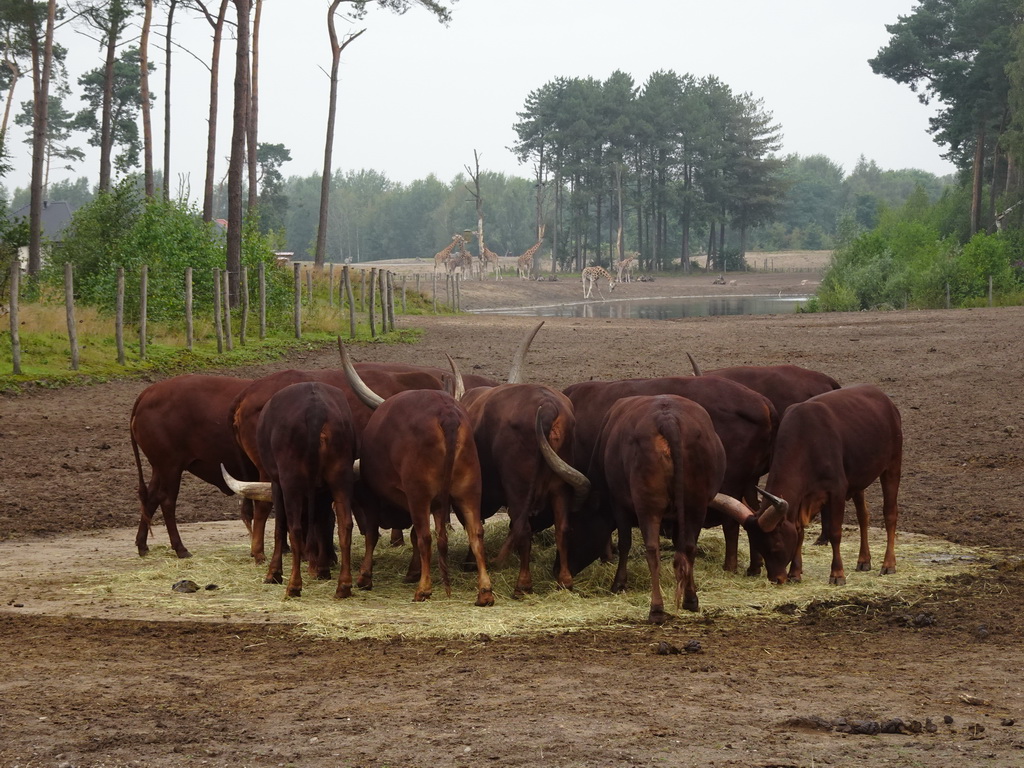 Watusi Cattle, Rothschild`s Giraffes and Grévy`s Zebra at the Serengeti area at the Safari Resort at the Safaripark Beekse Bergen, viewed from the terrace of Restaurant Moto at Karibu Town