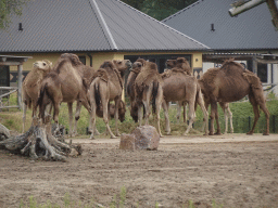 Dromedaries at the Serengeti area at the Safari Resort at the Safaripark Beekse Bergen