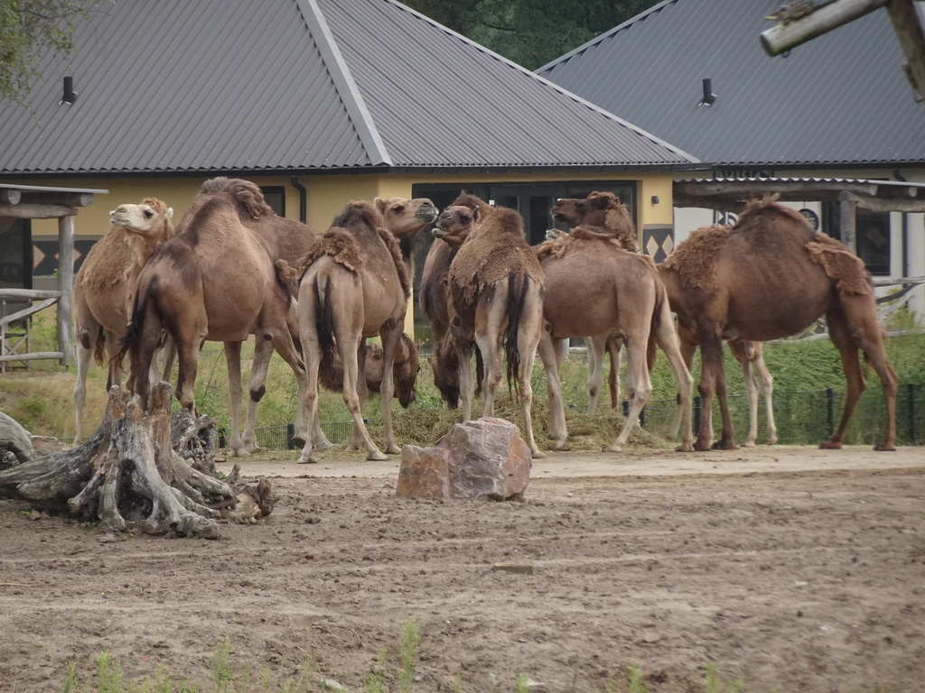 Dromedaries at the Serengeti area at the Safari Resort at the Safaripark Beekse Bergen