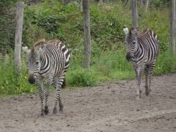 Grévy`s Zebras at the Serengeti area at the Safari Resort at the Safaripark Beekse Bergen