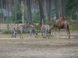 Grévy`s Zebras and Dromedary at the Serengeti area at the Safari Resort at the Safaripark Beekse Bergen