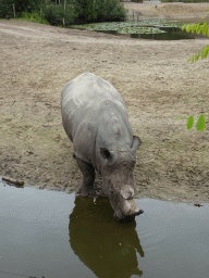 Square-lipped Rhinoceros at the Serengeti area at the Safari Resort at the Safaripark Beekse Bergen