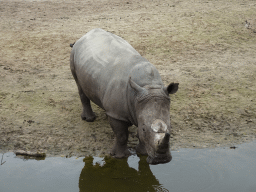 Square-lipped Rhinoceros at the Serengeti area at the Safari Resort at the Safaripark Beekse Bergen