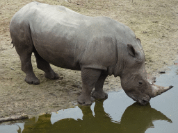 Square-lipped Rhinoceros at the Serengeti area at the Safari Resort at the Safaripark Beekse Bergen