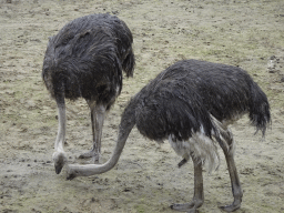 Ostriches at the Serengeti area at the Safari Resort at the Safaripark Beekse Bergen