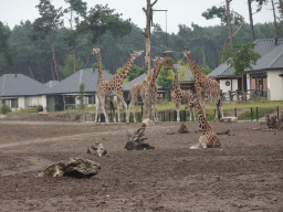 Rothschild`s Giraffes at the Serengeti area at the Safari Resort at the Safaripark Beekse Bergen