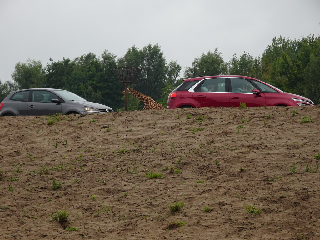 Rothschild`s Giraffe and cars doing the Autosafari at the Safaripark Beekse Bergen, viewed from the Safari Resort