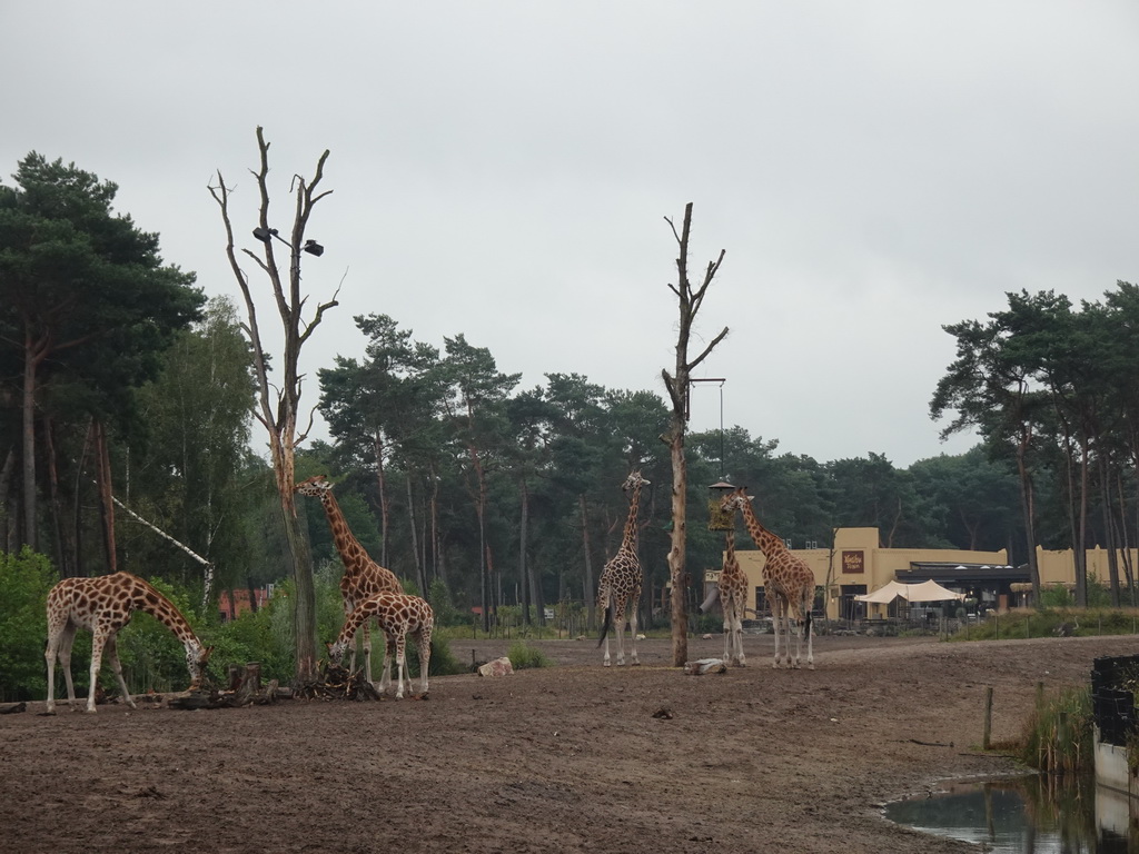 Rothschild`s Giraffes at the Serengeti area and Karibu Town at the Safari Resort at the Safaripark Beekse Bergen