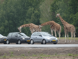 Rothschild`s Giraffes and cars doing the Autosafari at the Safaripark Beekse Bergen, viewed from the Safari Resort