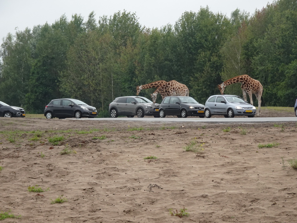 Rothschild`s Giraffes and cars doing the Autosafari at the Safaripark Beekse Bergen, viewed from the Safari Resort