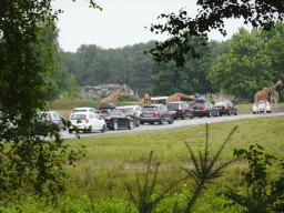 Rothschild`s Giraffes and cars doing the Autosafari at the Safaripark Beekse Bergen, viewed from the Safari Resort