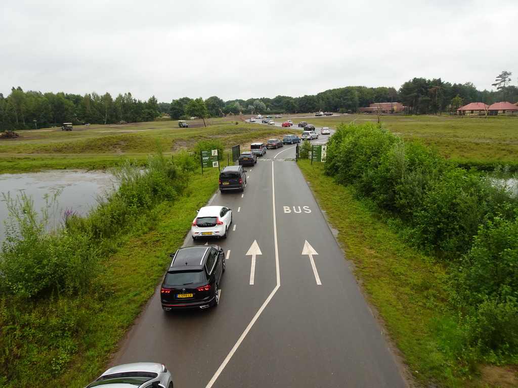 Rothschild`s Giraffes and cars doing the Autosafari at the Safaripark Beekse Bergen, viewed from the Safari Resort