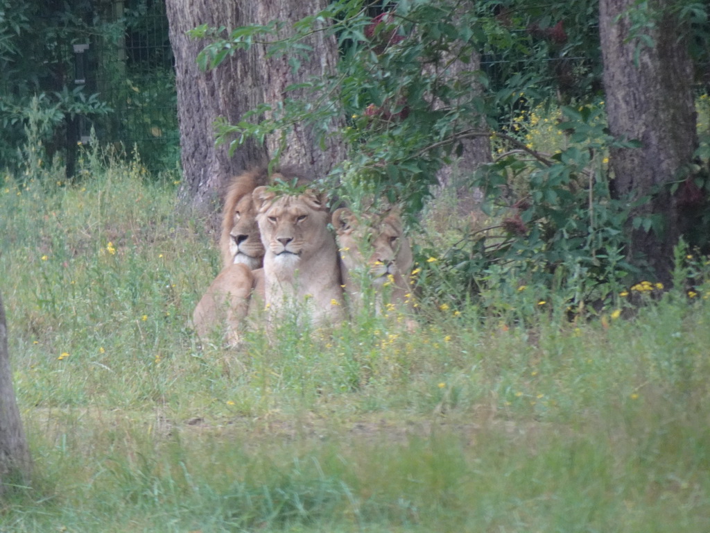 Lions at the Safaripark Beekse Bergen