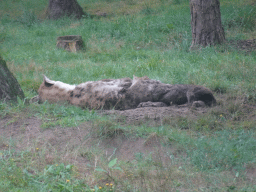 Spotted Hyenas at the Safaripark Beekse Bergen