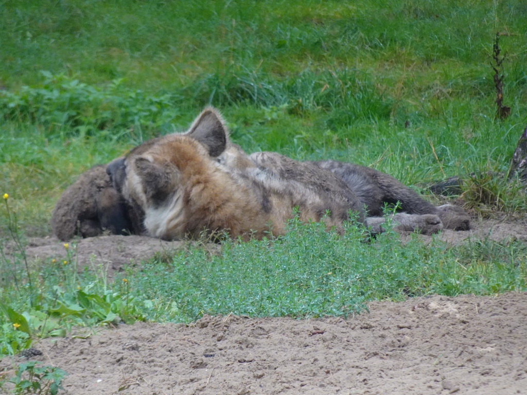 Spotted Hyenas at the Safaripark Beekse Bergen