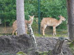 Sika Deer at the Safaripark Beekse Bergen