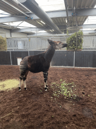 Okapi at the Safaripark Beekse Bergen