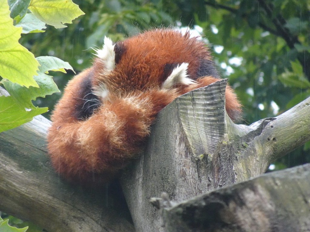 Red Panda at the Safaripark Beekse Bergen