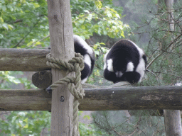Black-and-white Ruffed Lemurs at the Safaripark Beekse Bergen