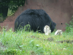 Sloth Bear and Corsac Fox at the Safaripark Beekse Bergen