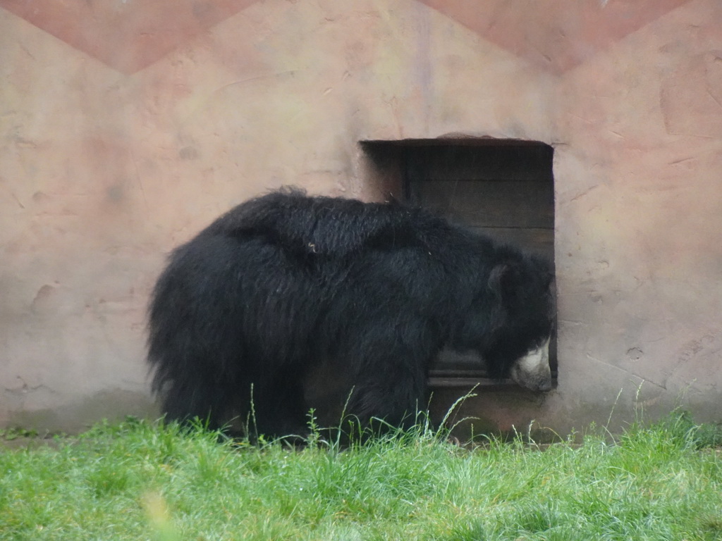 Sloth Bear at the Safaripark Beekse Bergen